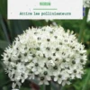 Allium Nigrum en mélange botanic® - 3 bulbes