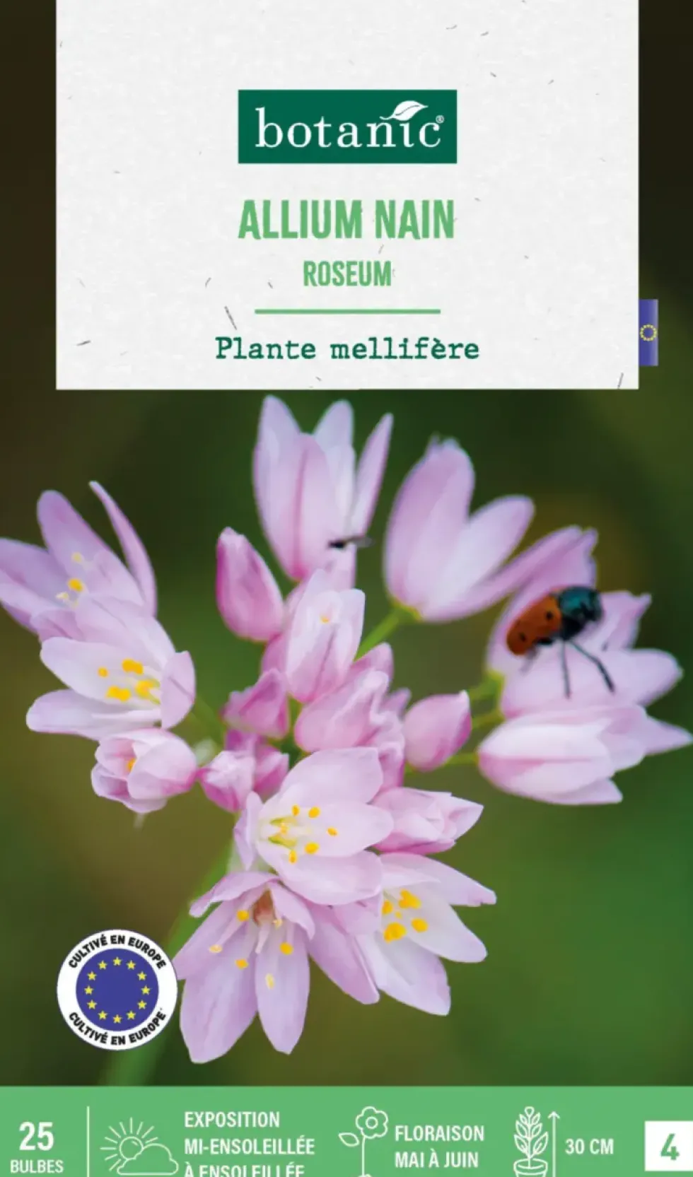 Allium roseum botanic® - 25 bulbes