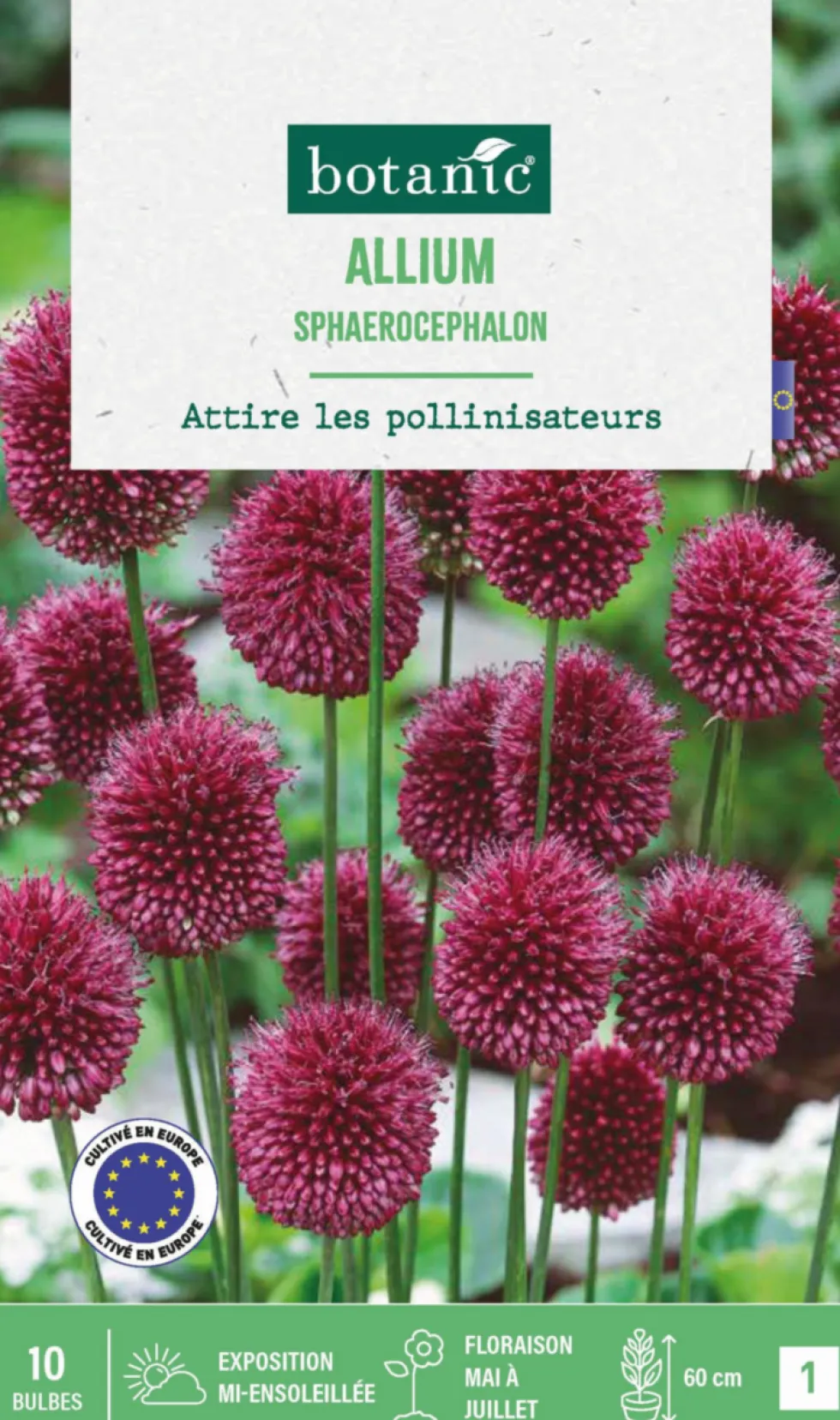 Allium sphaeracophalon en mélange botanic® - 10 bulbes