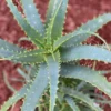 Aloé arborescens. Le pot de 3 litres
