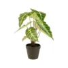 Alocasia artificielle verte en pot - Ø 26 x H 41 cm