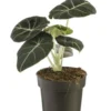 Alocasia Black Velvet vert. Le pot Ø 14 cm