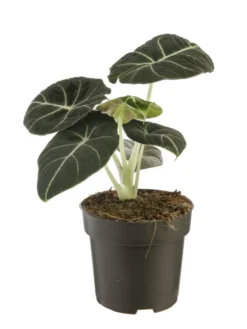 Alocasia Black Velvet vert. Le pot Ø 14 cm