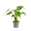 Alocasia cucullata (Oreilles d'éléphant ou Main de Bouddha) vert. Le pot Ø 17 cm