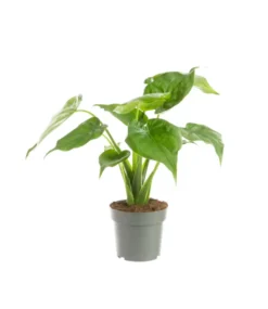 Alocasia cucullata (Oreilles d'éléphant ou Main de Bouddha) vert. Le pot Ø 17 cm
