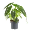 Alocasia Frydeck vert. Le pot Ø 17 cm