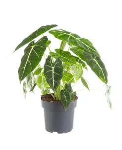 Alocasia Frydeck vert. Le pot Ø 17 cm