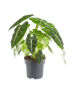 Alocasia Frydek (Oreille d'éléphant) vert. Le pot Ø 17 cm