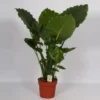 Alocasia Gageana California. Le pot de Ø 21 x H 95 cm