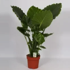 Alocasia Gageana California. Le pot de Ø 21 x H 95 cm