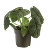 Alocasia Melo vert. Le pot Ø 17 cm