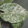 Alocasia mix. Le pot de Ø 17 x H 60 cm