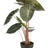 Alocasia Pink Dragon vert. Le pot Ø 19 cm