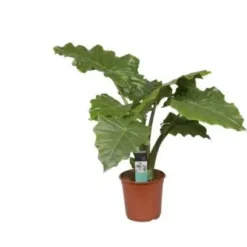 Alocasia Portodora Pot Ø35 cm H150 cm