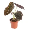 Alocasia Red Secret vert. Le pot Ø 19 cm
