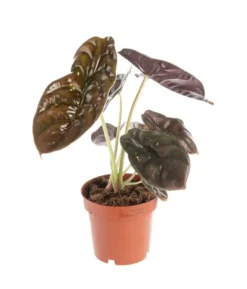 Alocasia Red Secret vert. Le pot Ø 19 cm