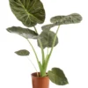 Alocasia Regal Shields vert. Le pot Ø 19 cm