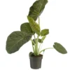 Alocasia Regal Shield vert. Le pot Ø 19 cm