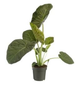 Alocasia Regal Shield vert. Le pot Ø 19 cm