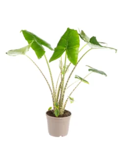 Alocasia Zebrina (Oreilles d’éléphant) vert. Le pot Ø 19 cm