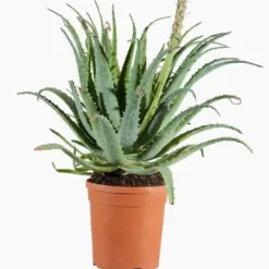 Aloe Spinosissima. Le pot de 1 litre