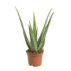 Aloe vera en pot Ø 16 cm