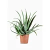 Aloe Vera en pot de 15 L vert