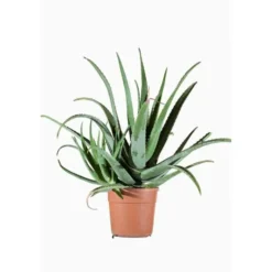 Aloe Vera en pot de 15 L vert