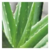 Aloe vera en pot H 60 x Ø 25 cm