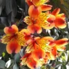 Alstroemeria Indian Summer - Le pot de 5 litres