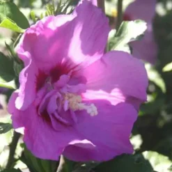 Althéa varié (Hibiscus). Le pot de 7,5 litres
