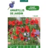 Amaryllis Balentino rouge botanic® - 1 bulbe