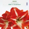 Amaryllis intérieur Minerva botanic® - 1 bulbe