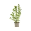 Amelanchier Ovalis – 3 L
