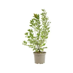 Amelanchier Ovalis – 3 L