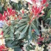 Andromède du Japon Flaming Silver 70/80. Le pot de 15 litres