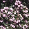 Andromède ou Andromeda Blue Lagoon rose. Le pot de 2 litres