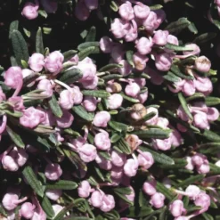 Andromède ou Andromeda Blue Lagoon rose. Le pot de 2 litres