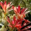 Andromède (PIERIS JAPONICA) Le pot de 3 litres