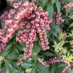 Andromède (Pieris Japonica) Valley Valentine rose. Le pot de 3 litres