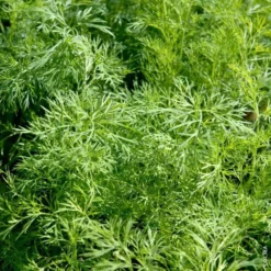 Aneth Bio. Le pot de 1 litre