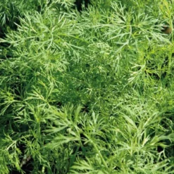 Aneth Bio. Le pot de 2,5 litres
