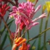 Anigozanthos - Le pot de 2 litres