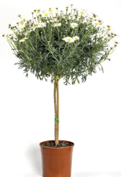 Anthemis Beejou Tige. Le pot de 15 cm