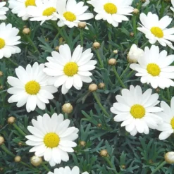 Anthemis Bofinger. Le pot de 25 cm
