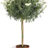 Anthemis Bofinger Tige. Le pot de 19 cm