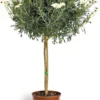 Anthemis Tige. Le pot de 30 cm