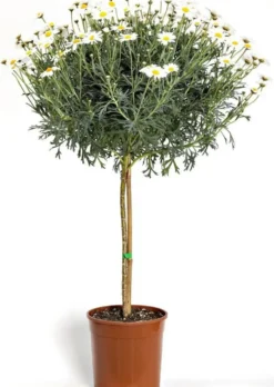 Anthemis Tige. Le pot de 30 cm