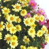 Anthémis à fleurs multicolores. Le pot de 10 litres