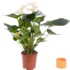 Anthurium. Le pot de Ø 17 cm